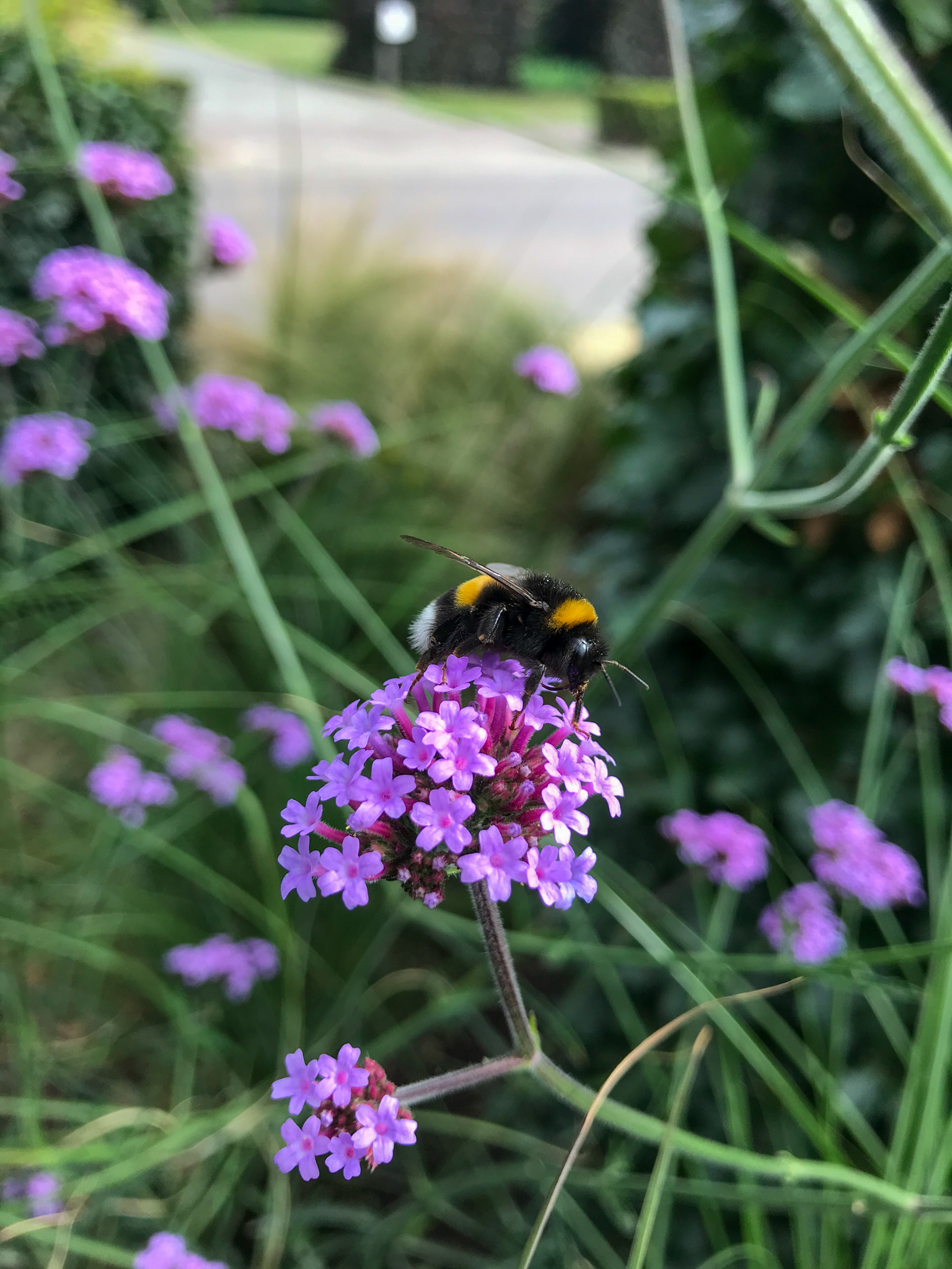 project Joren Lathouwers